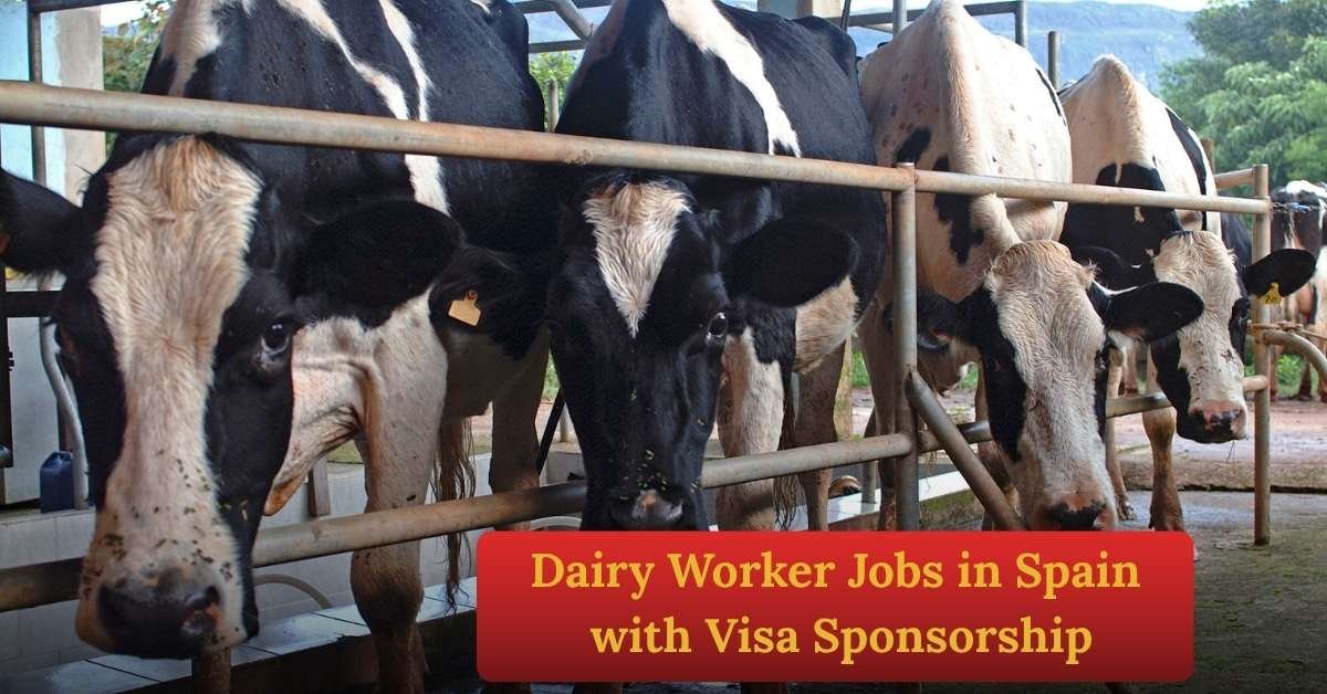 Dairy Worker Jobs in Spain with Visa Sponsorship