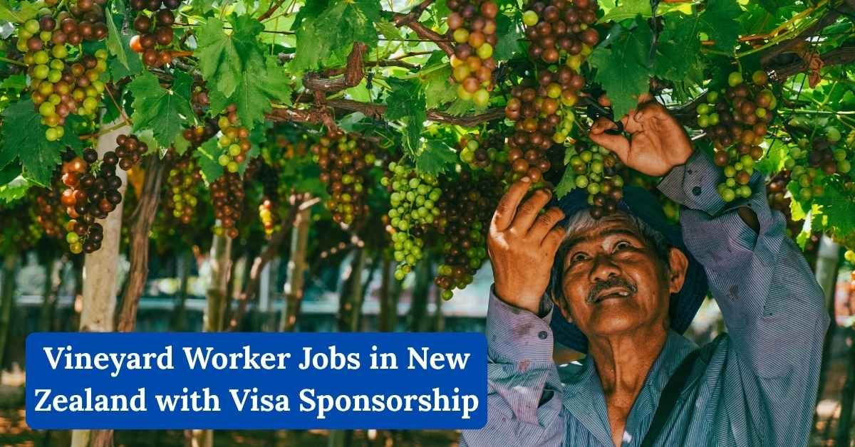 Vineyard Worker Jobs in New Zealand with Visa Sponsorship