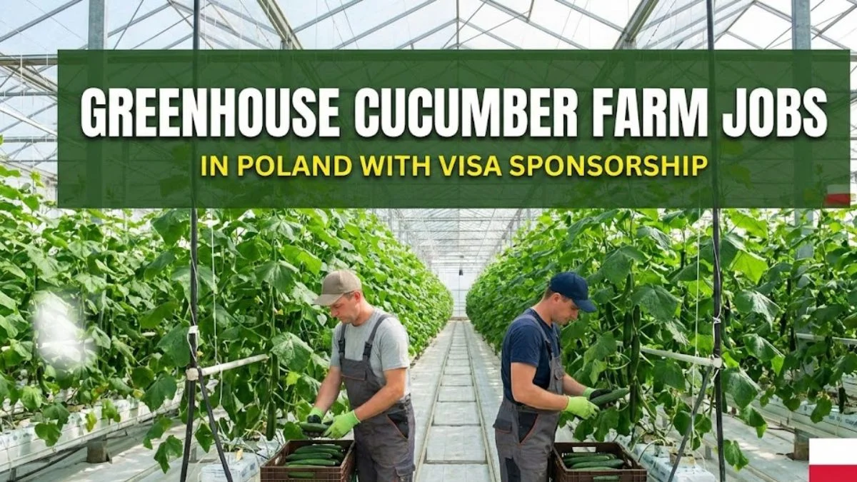 Greenhouse Cucumber Farm Jobs in Poland with Visa Sponsorship